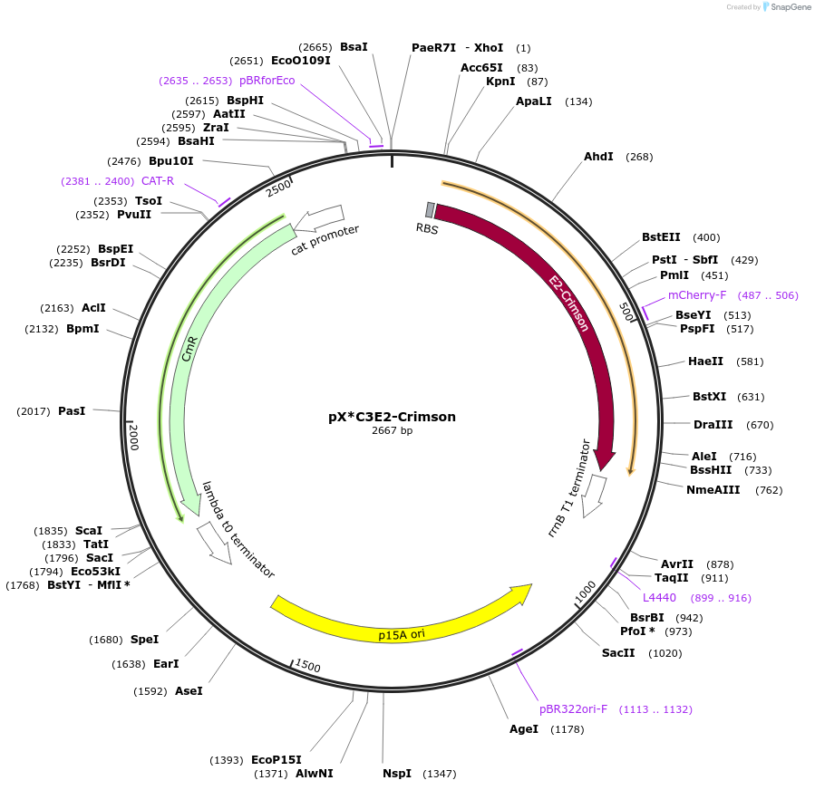 193754-plasmid-map-sequence-id-389810
