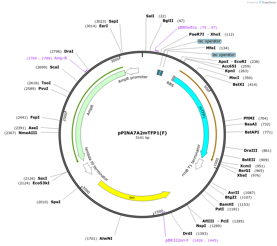 193774-plasmid-map-sequence-id-389814