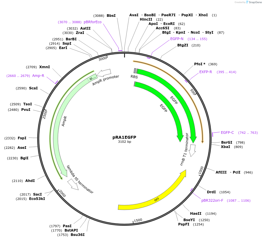 193791-plasmid-map-sequence-id-389815