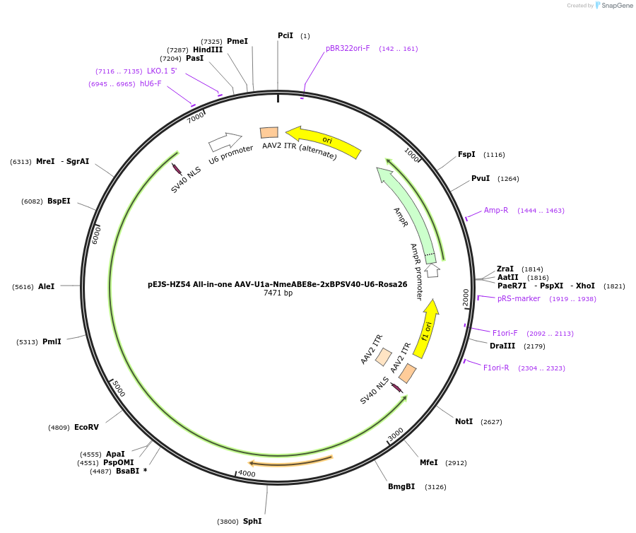 199265-plasmid-map-sequence-id-389816