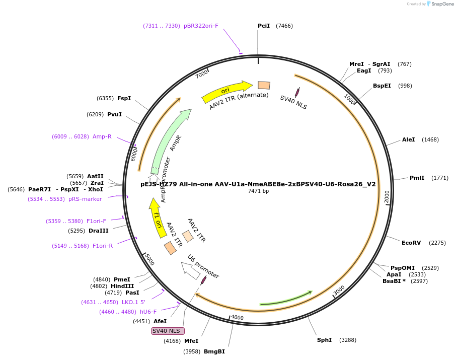 199261-plasmid-map-sequence-id-389819