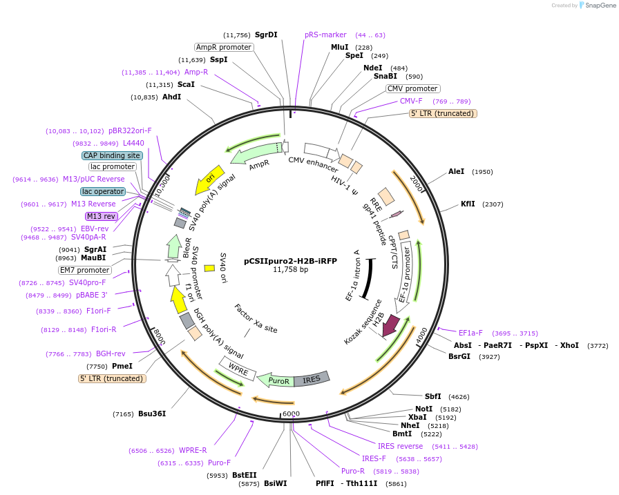 197352-plasmid-map-sequence-id-389827