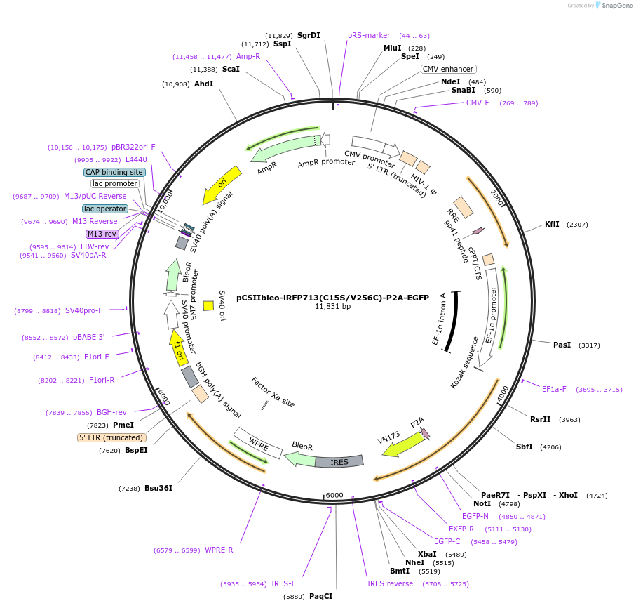 198062-plasmid-map-sequence-id-389830