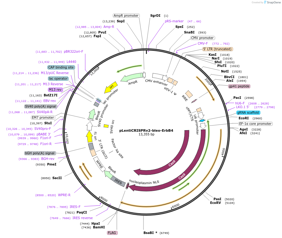 197353-plasmid-map-sequence-id-389832