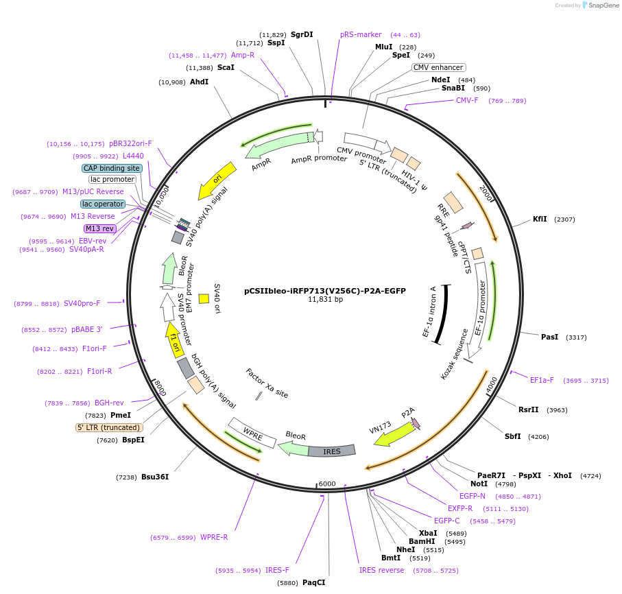198061-plasmid-map-sequence-id-389836