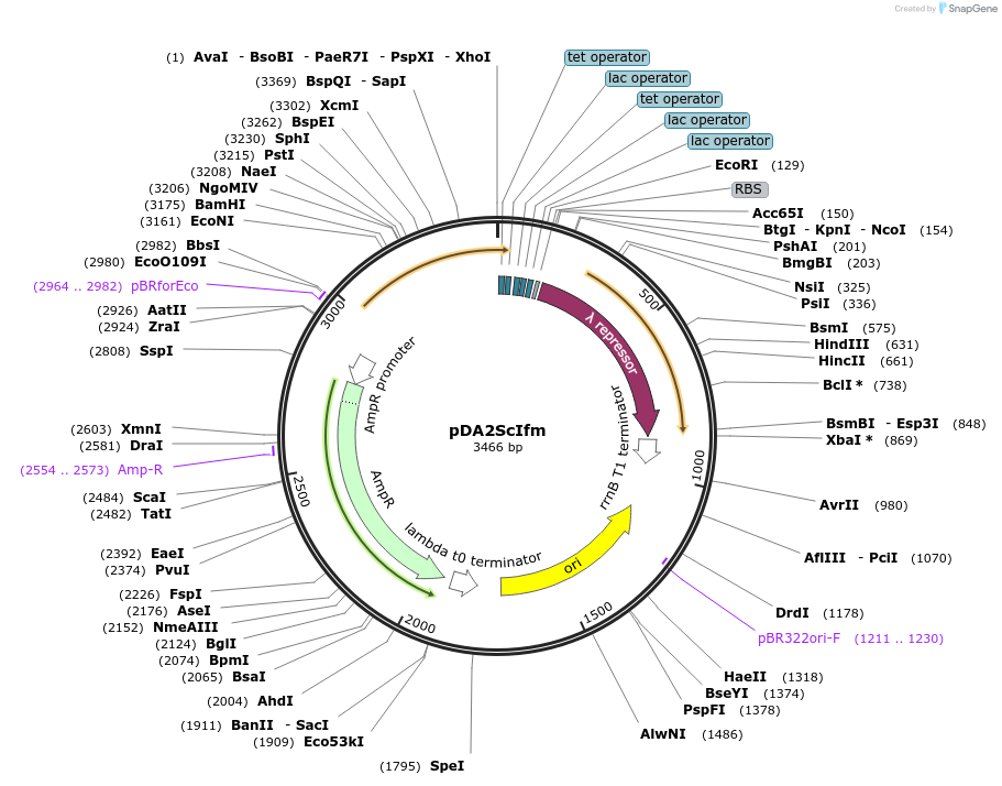 193786-plasmid-map-sequence-id-389837