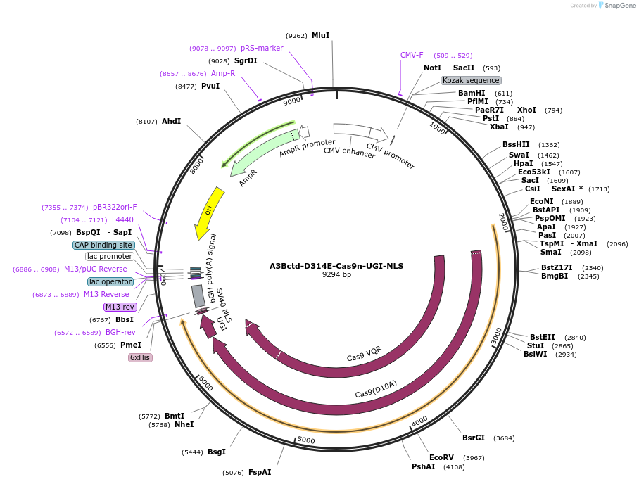 198887-plasmid-map-sequence-id-389838