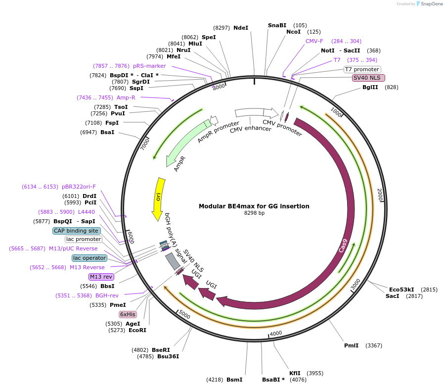 198891-plasmid-map-sequence-id-389839