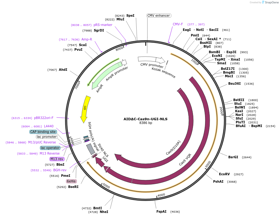 198890-plasmid-map-sequence-id-389840