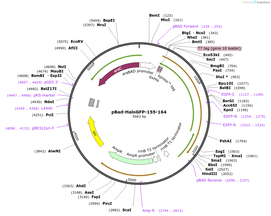 198627-plasmid-map-sequence-id-389844
