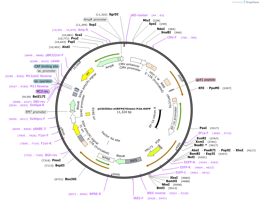 198064-plasmid-map-sequence-id-389845