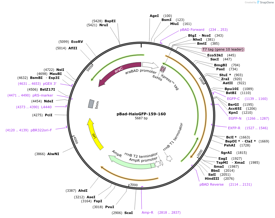 198607-plasmid-map-sequence-id-389846