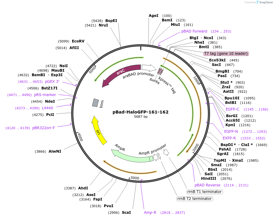 198608-plasmid-map-sequence-id-389847