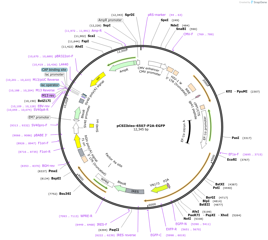 197367-plasmid-map-sequence-id-389851
