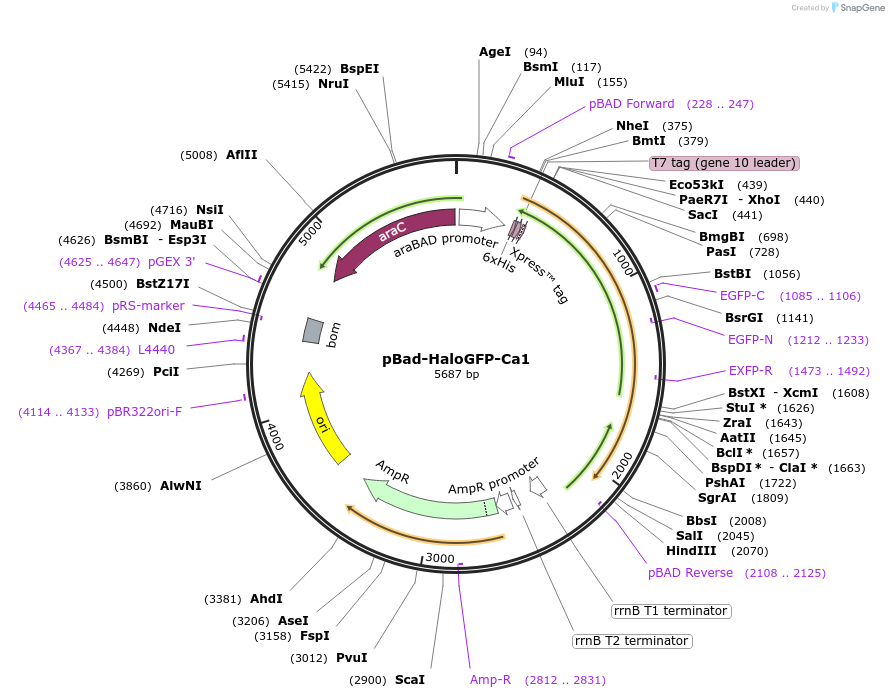 198633-plasmid-map-sequence-id-389856