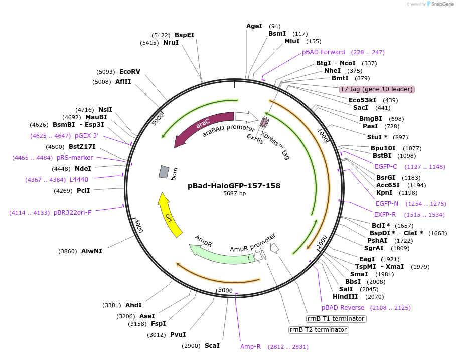 198606-plasmid-map-sequence-id-389862
