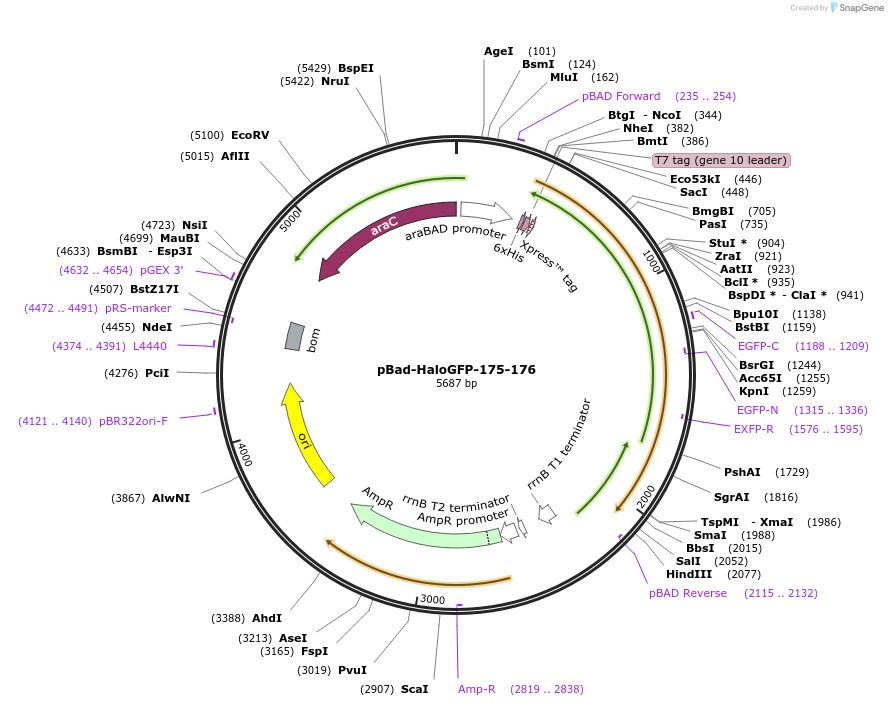 198615-plasmid-map-sequence-id-389864