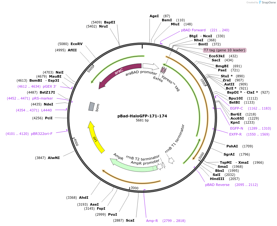 198624-plasmid-map-sequence-id-389865