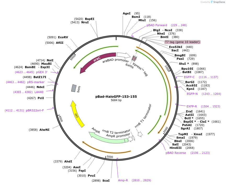 198629-plasmid-map-sequence-id-389866