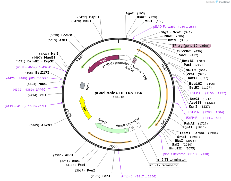 198622-plasmid-map-sequence-id-389867