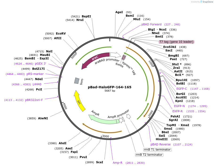 198630-plasmid-map-sequence-id-389868
