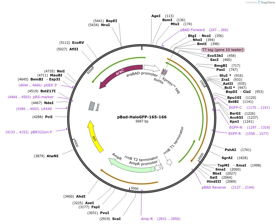 198610-plasmid-map-sequence-id-389873