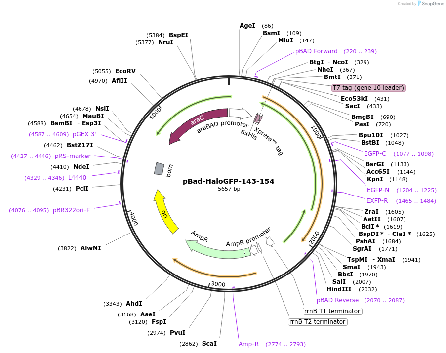 198626-plasmid-map-sequence-id-389876