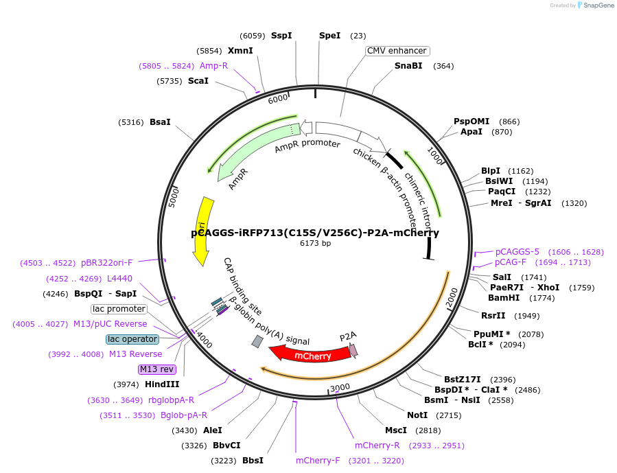 198069-plasmid-map-sequence-id-389877