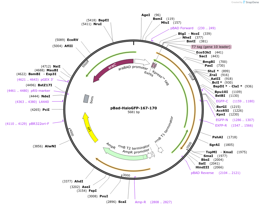198623-plasmid-map-sequence-id-389879