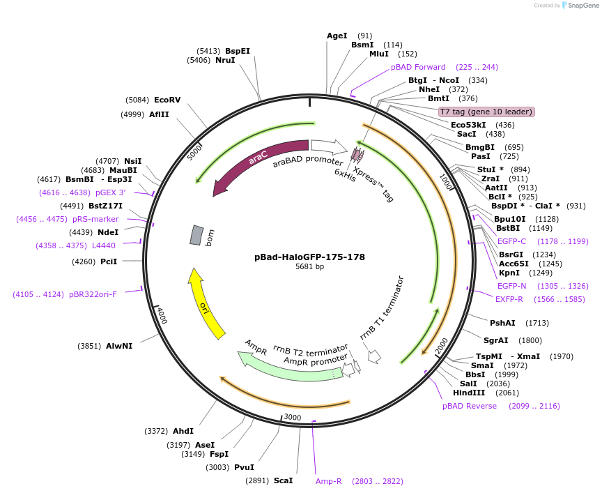 198625-plasmid-map-sequence-id-389881