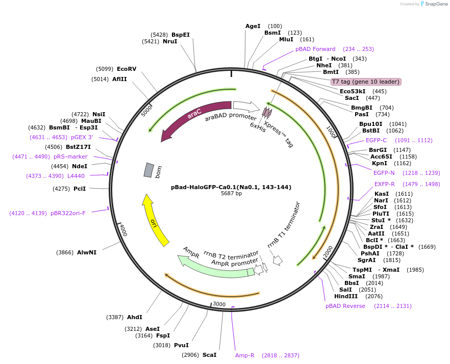 198599-plasmid-map-sequence-id-389882