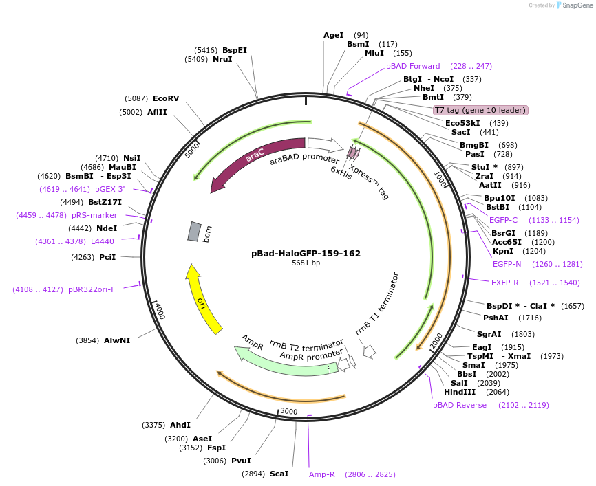 198621-plasmid-map-sequence-id-389885