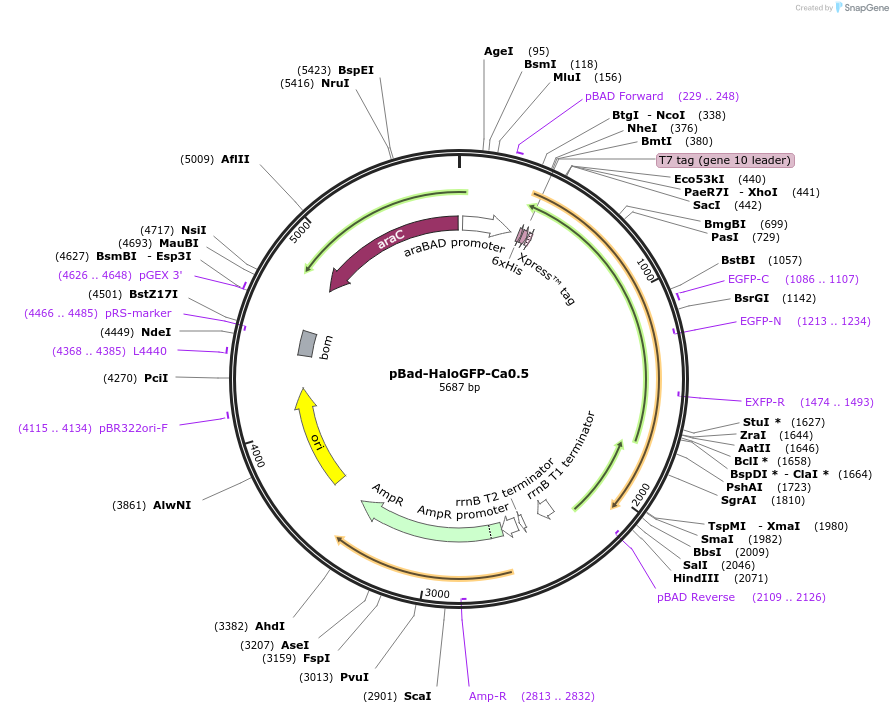 198632-plasmid-map-sequence-id-389886