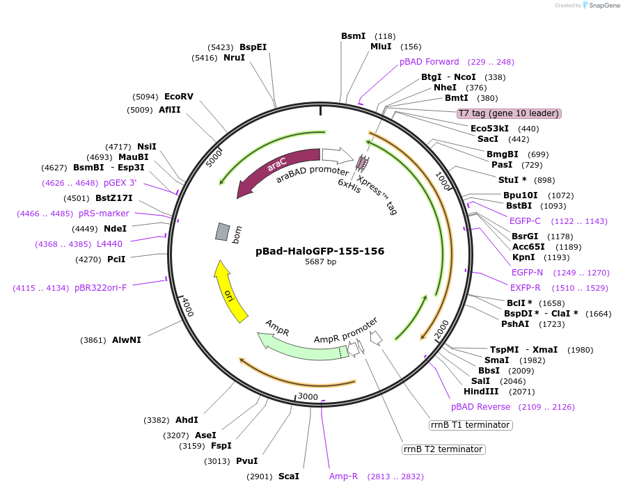 198605-plasmid-map-sequence-id-389888