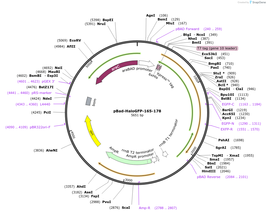 198628-plasmid-map-sequence-id-389889