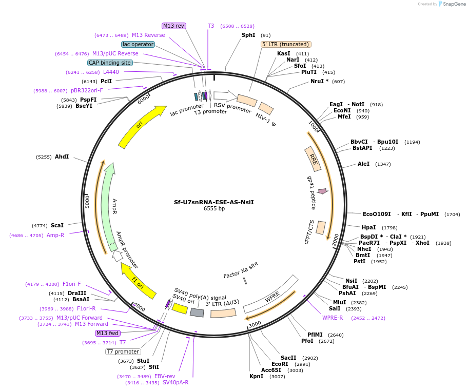 190694-plasmid-map-sequence-id-389894