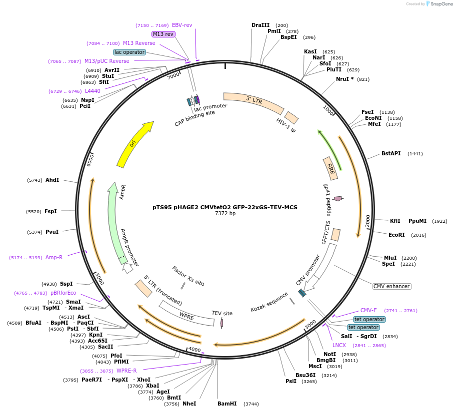 199348-plasmid-map-sequence-id-389895