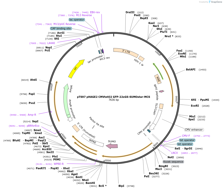 199350-plasmid-map-sequence-id-389896