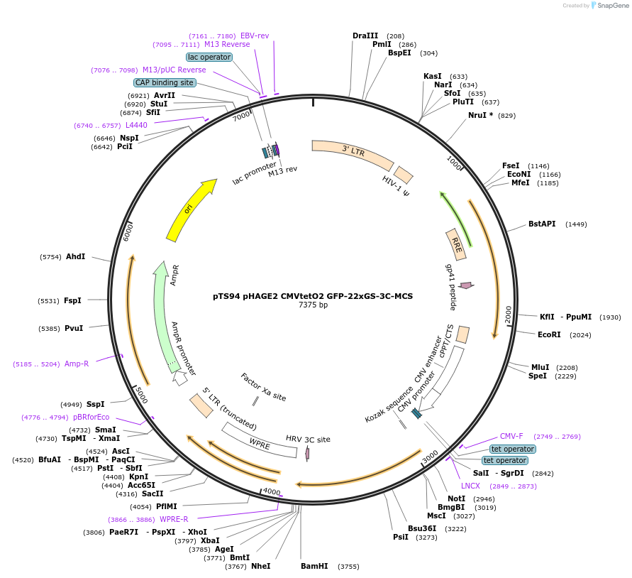 199347-plasmid-map-sequence-id-389898