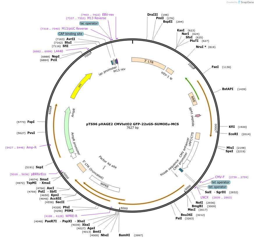 199349-plasmid-map-sequence-id-389899