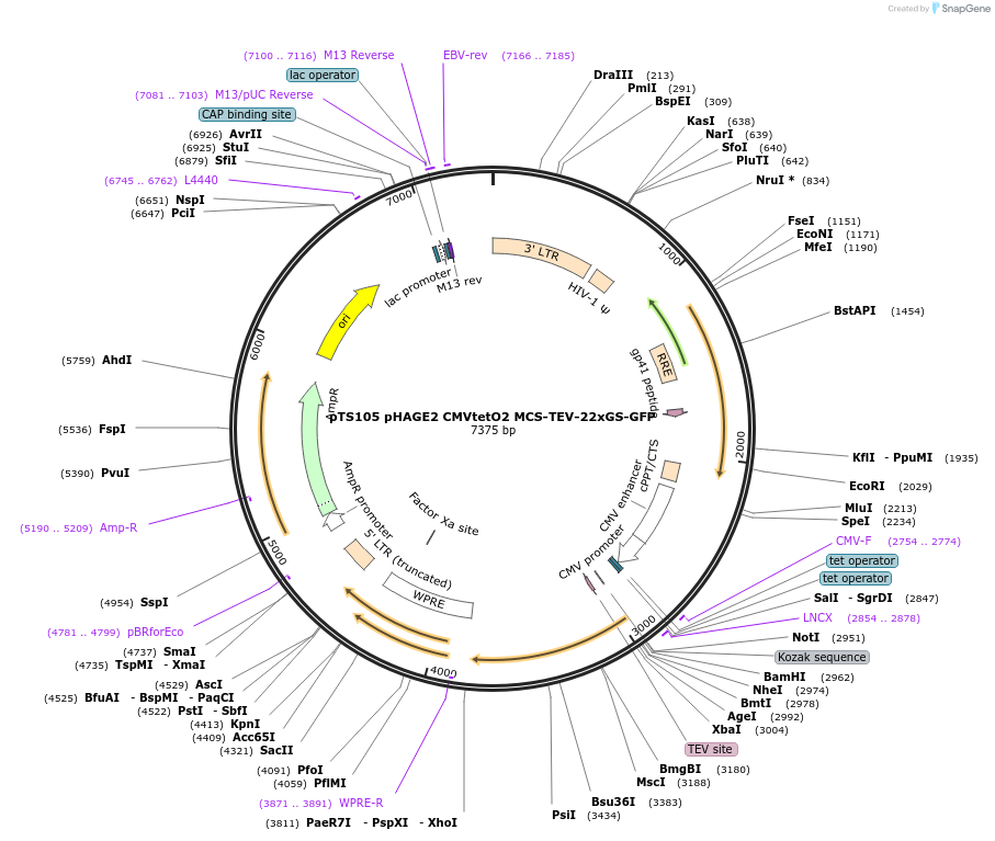 199358-plasmid-map-sequence-id-389909