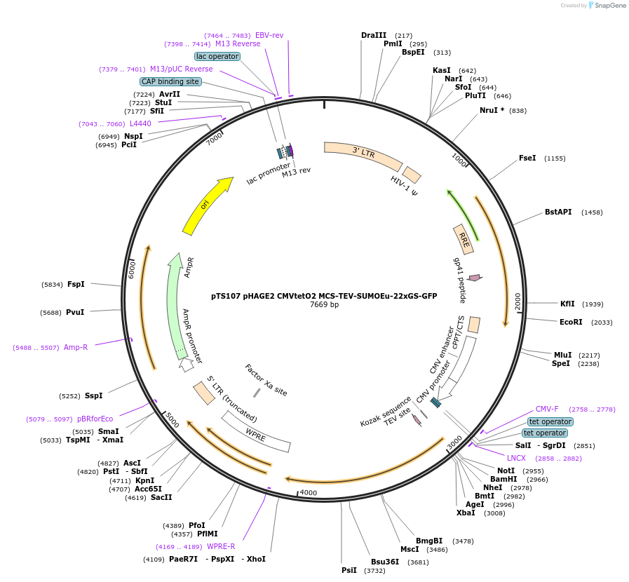 199360-plasmid-map-sequence-id-389913