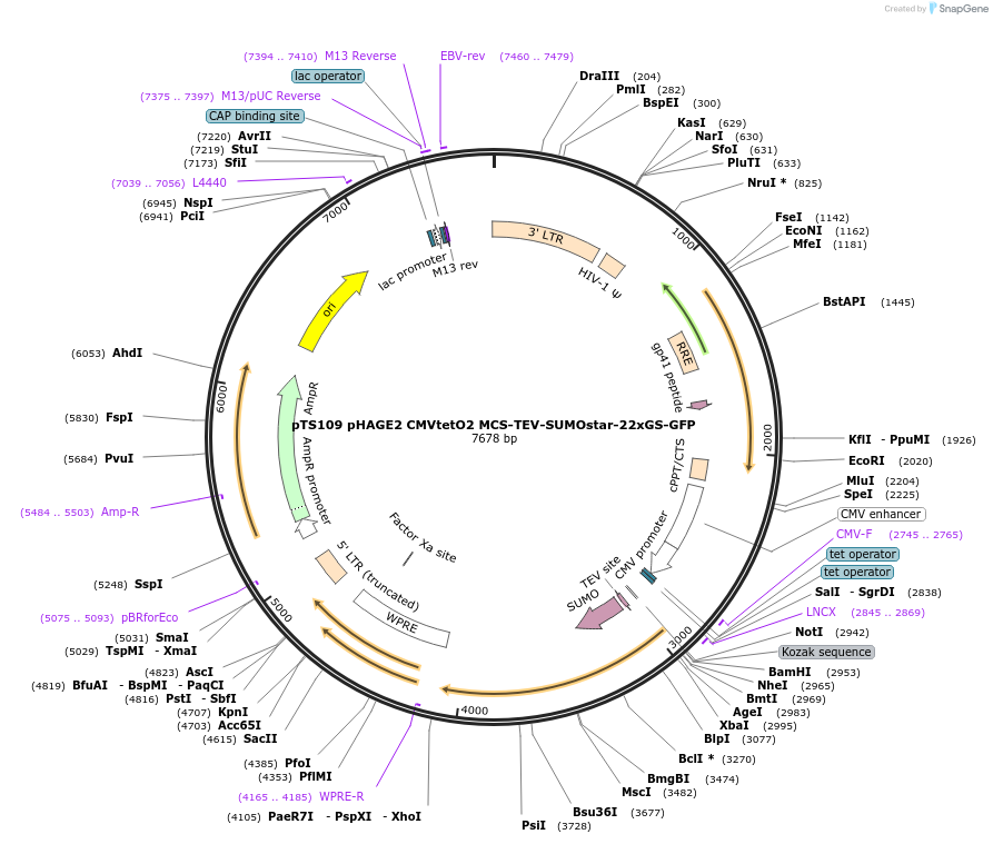 199362-plasmid-map-sequence-id-389914