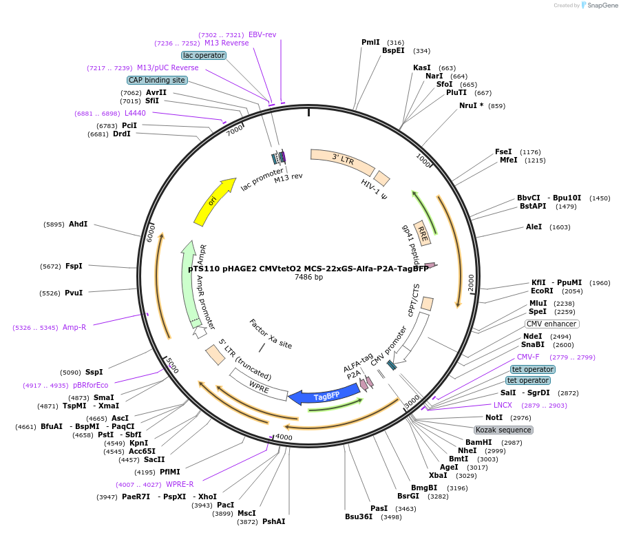 199363-plasmid-map-sequence-id-389915