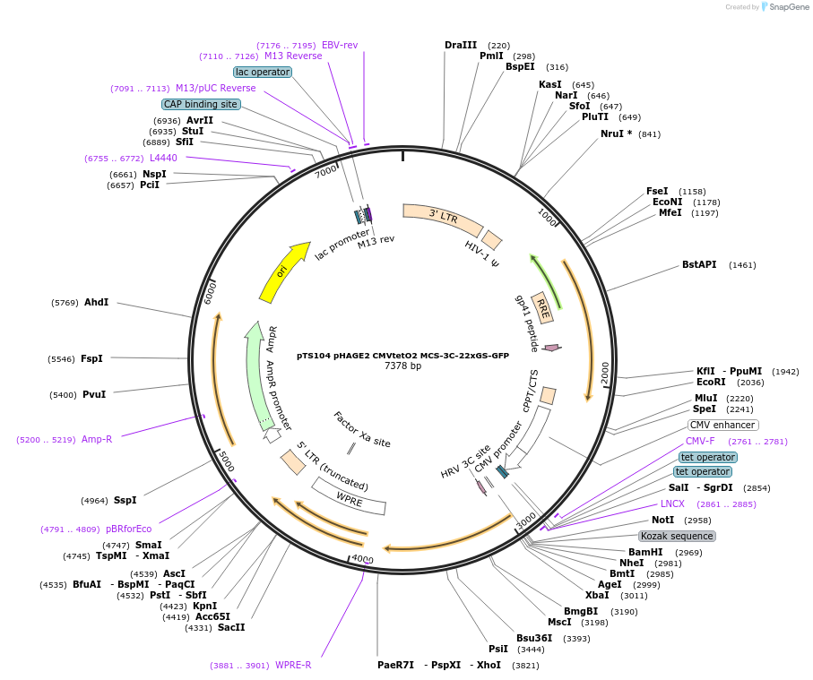 199357-plasmid-map-sequence-id-389947