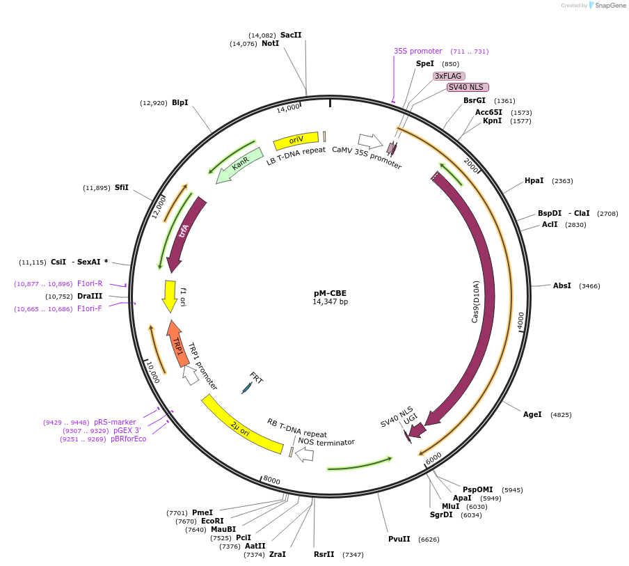 196293-plasmid-map-sequence-id-389996