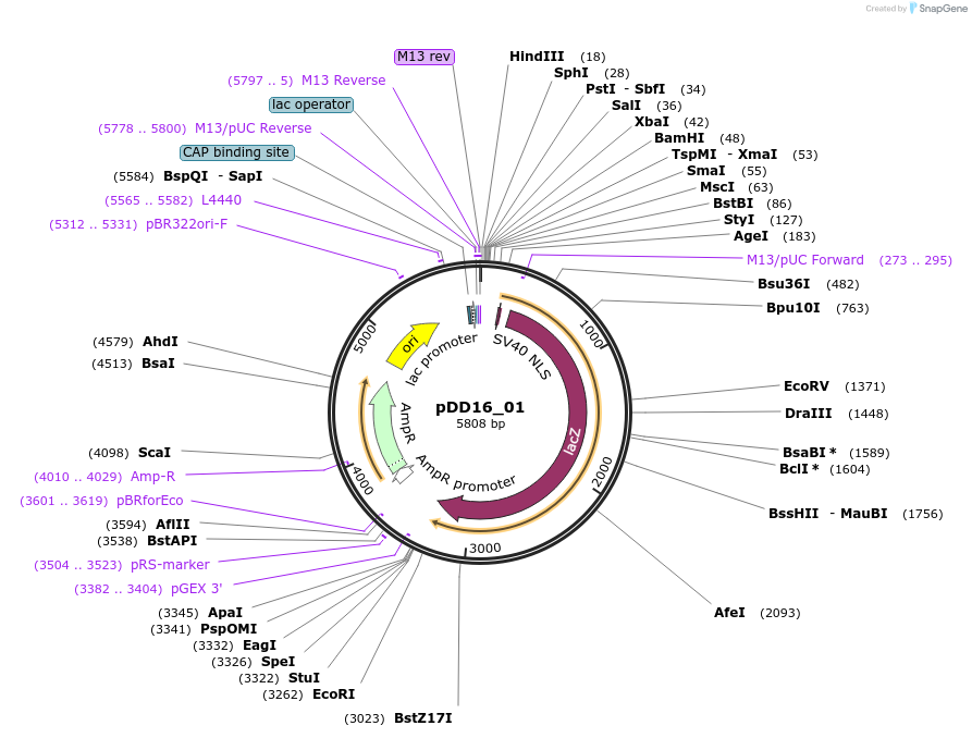 1428-plasmid-map-sequence-id-39