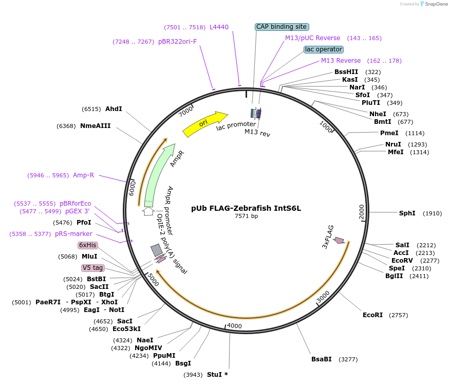 198411-plasmid-map-sequence-id-390001