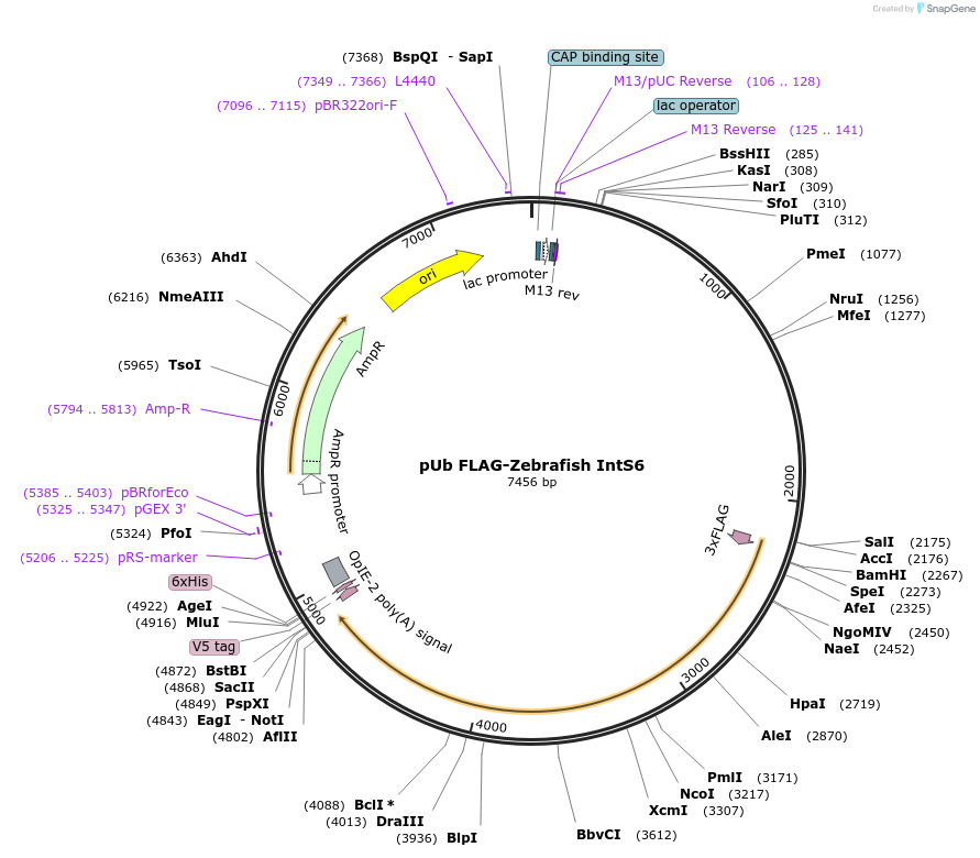 198410-plasmid-map-sequence-id-390002