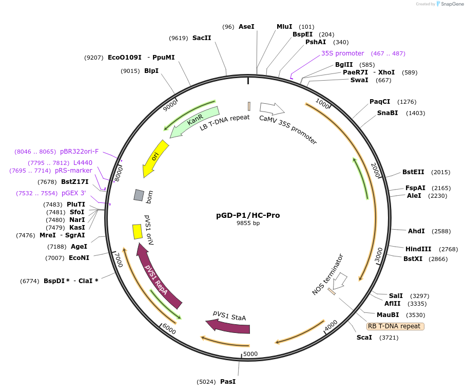 196328-plasmid-map-sequence-id-390012